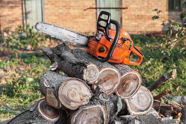 The Steps Involved in Our Tree Care Process in Briggs, OK